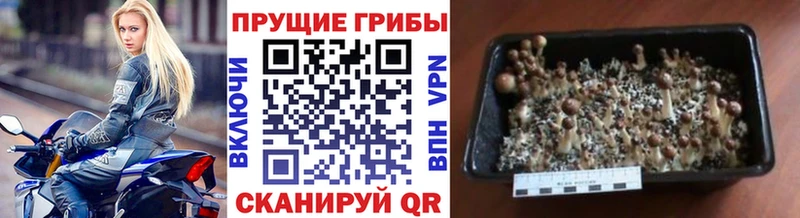 наркотики  Тайшет  Галлюциногенные грибы мухоморы 